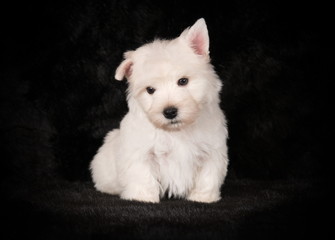 Chiot Westie en studio 