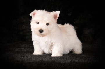 Chiot Westie en studio 