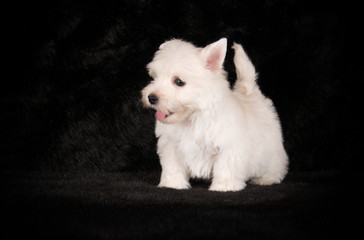 Chiot Westie en studio 