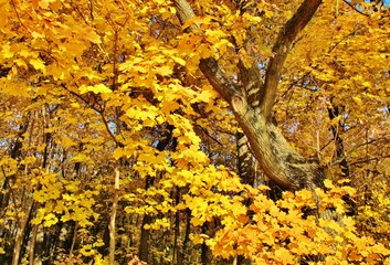 Herbstwald in Gold