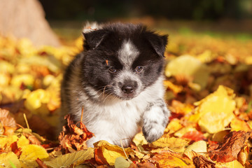 niedlicher Elo-Welpe im bunten Herbstlaub