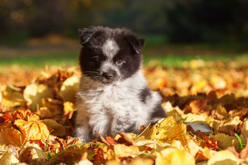 niedlicher Elo-Welpe im bunten Herbstlaub