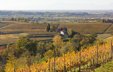 Fototapeta premium Autumn Landscape in the Collio Region