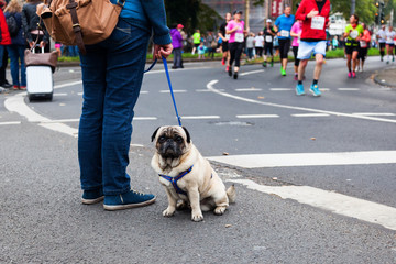 Frau mit einem Mops als Zuschauer bei einem Triathlon