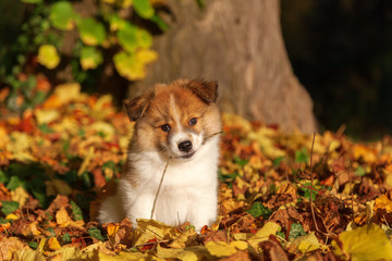 niedlicher Elo-Welpe sitzt im Herbstlaub