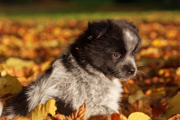 niedlicher Elo-Welpe sitzt im Herbstlaub