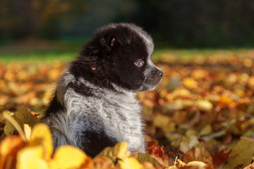 niedlicher Elo-Welpe sitzt im Herbstlaub