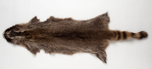 raccoon fur © zdyma4