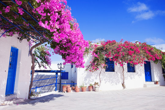 Fototapeta Traditional greek house with flowers in Paros island, Greece. Blue door and blue window surrounded by magenta flowers.