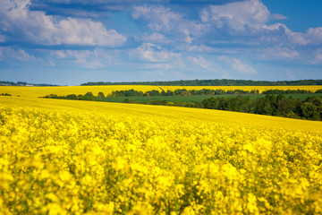 Fototapeta premium Yellow rapes field