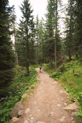 sentiero nel bosco - Trentino