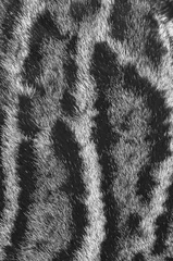 Wandcirkels tuinposter pelle di leopardo nebuloso © nico99