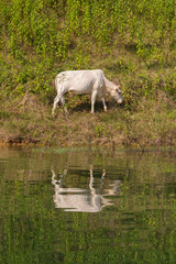Obraz na płótnie Canvas White cow