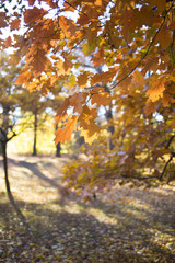 Clara Park an sonnigem Herbsttag in Leipzig