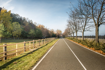 Дорога в осеннем лесу