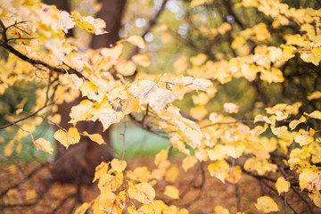 autumn tree branch in forest