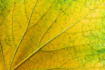 Autumn grapes leaf as background.