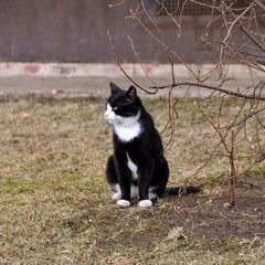 black and white adult cat, spring