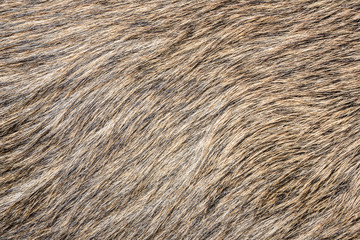 Boar fur texture.