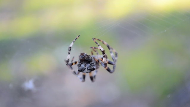 tarantula spider on the web closeup, seasonal summer environment diversity