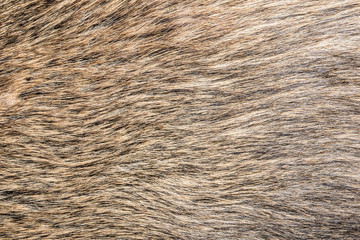 Boar fur texture.