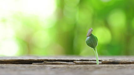 Growing plant on wooden table