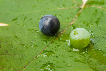 Blue and green grains of grapes on wet leaf