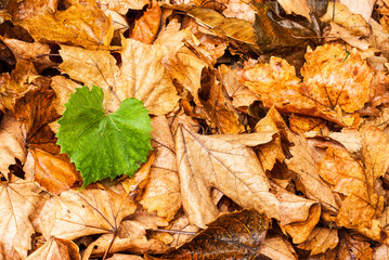 Single green leaf over dead leaves. Concept for life or stand out of a crowd