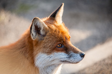 Fototapeta premium Fox face