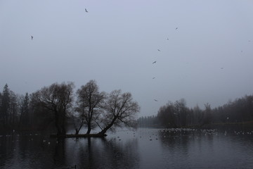 White Lake and rookery in Gatchina park. Duck (Anas platyrhynchos), Gulls (Larus michahellis, Larus argentatus), Coot (Fulica atra).