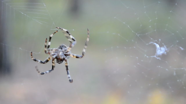 spider on the web closeup, seasonal summer environment diversity