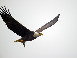 Obraz premium American Bald Eagle in Flight with Fish