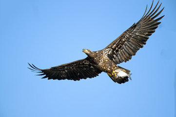 Juvenile American Bald Eagle in Flight with Large Fish