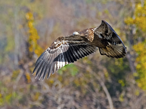 Juvenile American Bald Eagle in Flight 