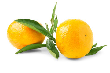 Two orange mandarins with green leaf