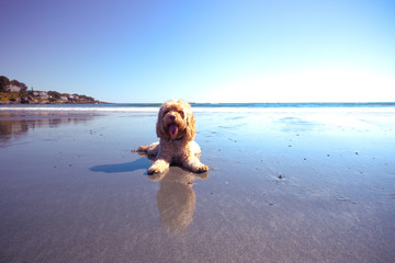 Cute Cockappo Puppy reflecting in Ocean Shore