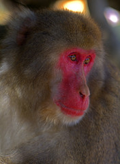 Japanese macaque