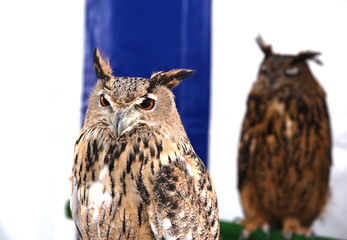 Real owl