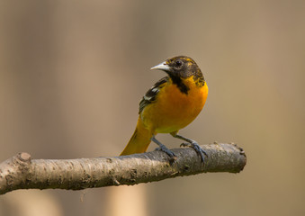 Fototapeta premium Baltimore Oriole
