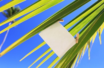 Blank paper note greeting card with pin on bright abstract tropical palms sky background