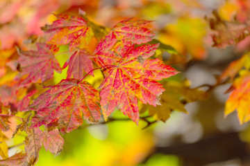 Naklejka na ściany i meble Autumn leaves