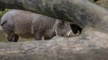Warzenschwein