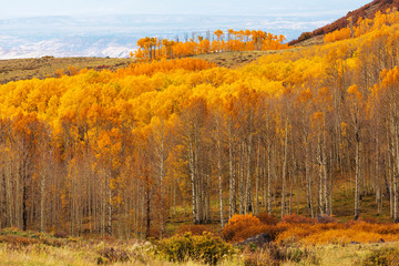 Fototapeta premium Autumn