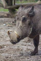 Fototapeta premium Warzenschwein