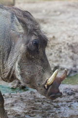 Fototapeta premium Warzenschwein