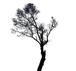 Black tree on white background