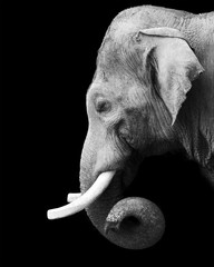 portrait en noir et blanc d& 39 un éléphant
