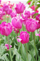  pink tulips closeup, local soft focus, shallow DOF