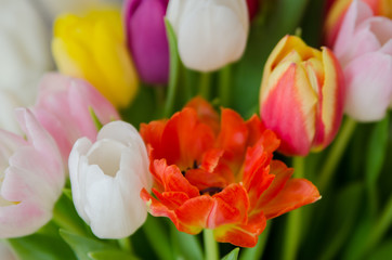 Fototapeta premium Beautiful bunch of tulips for Easter