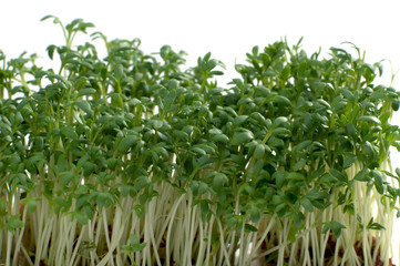 Gartenkresse Makroaufnahme